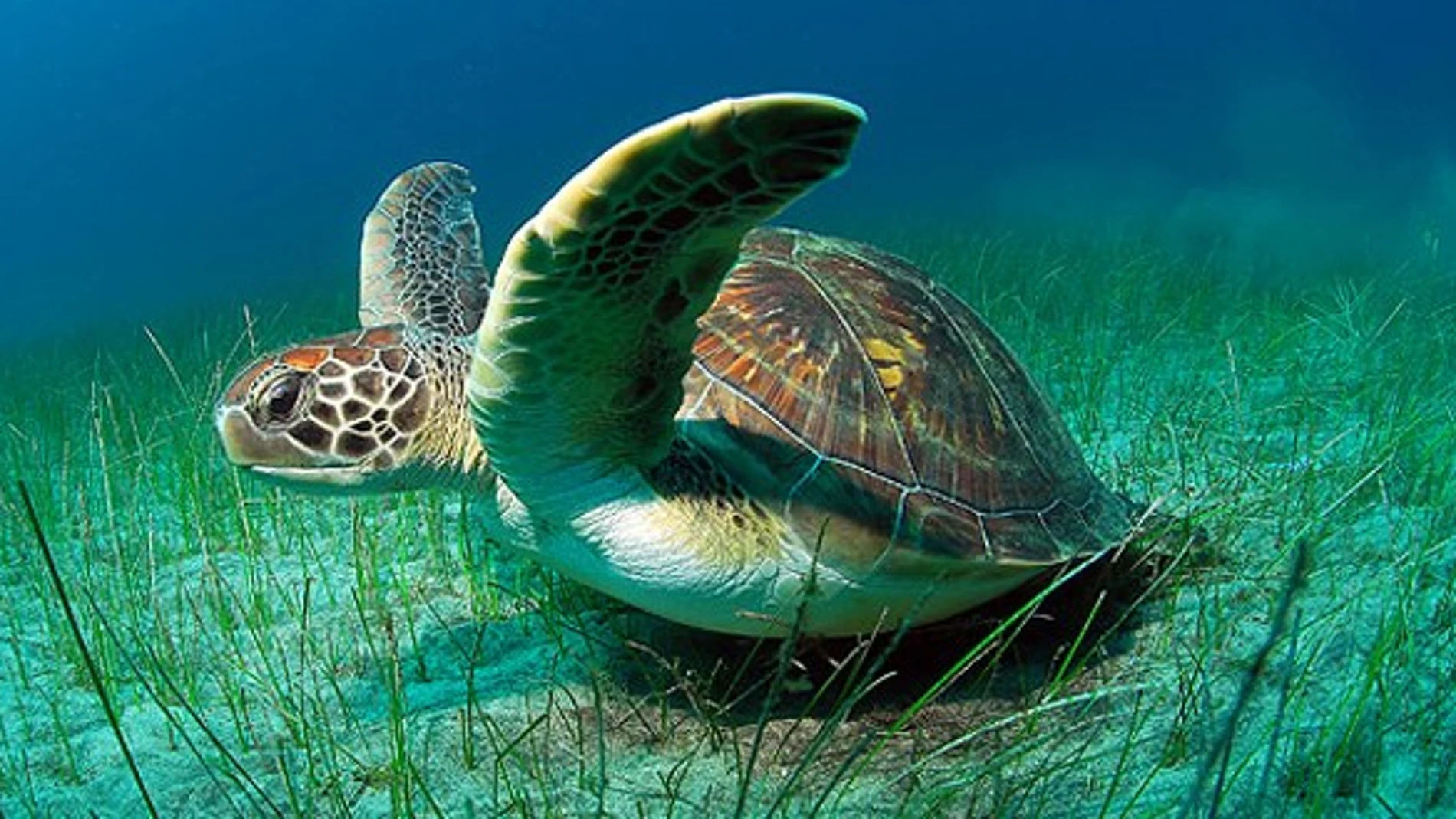 Imagen de archivo de una tortuga verde marina