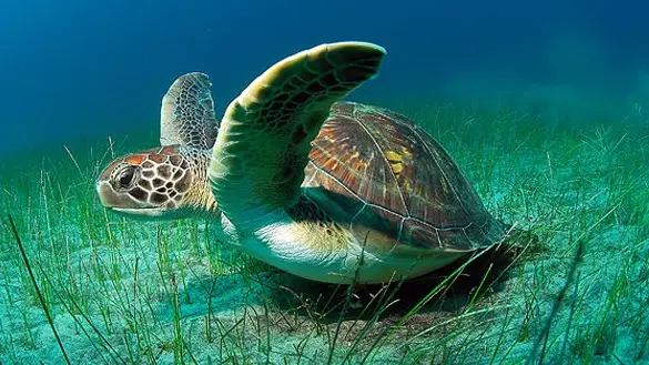 Imagen de archivo de una tortuga verde marina Imagen de archivo de una tortuga verde marina