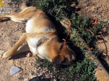 Imagen de archivo de un perro muerto tras haber sido maltratado