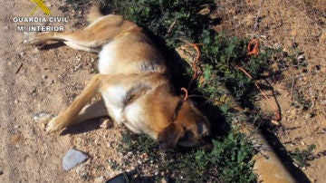 Imagen de archivo de un perro muerto tras haber sido maltratado