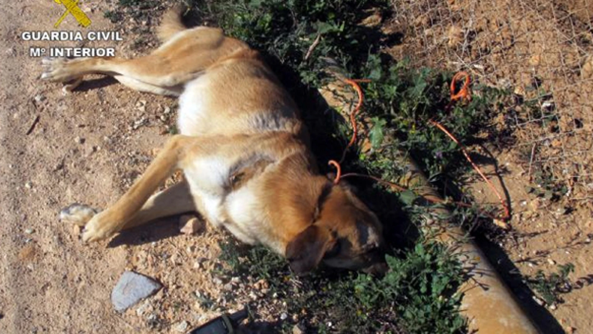 Imagen de archivo de un perro muerto tras haber sido maltratado Imagen de archivo de un perro muerto tras haber sido maltratado