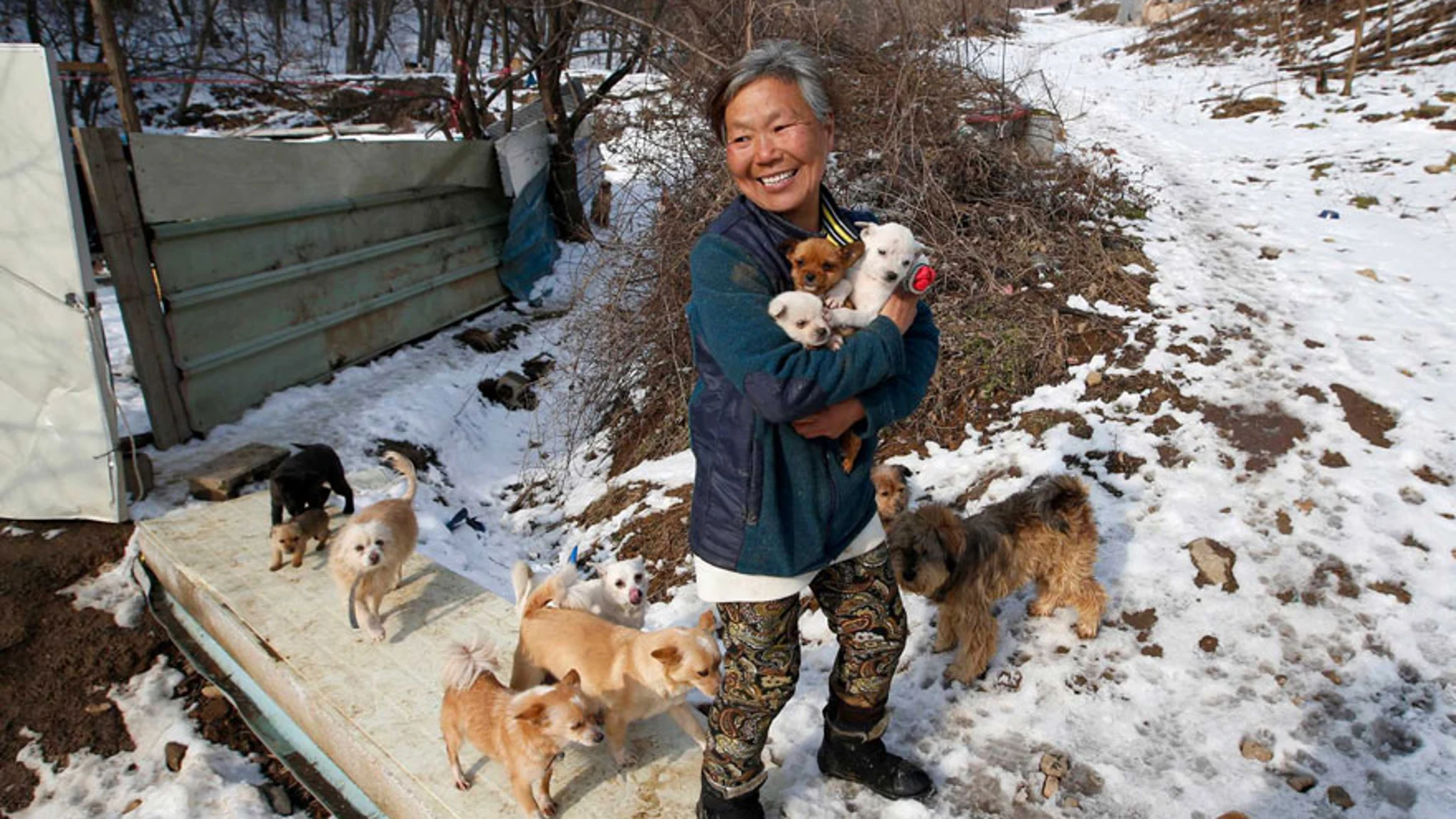 Una mujer rescata a 200 perros que iban a ser vendidos como comida 