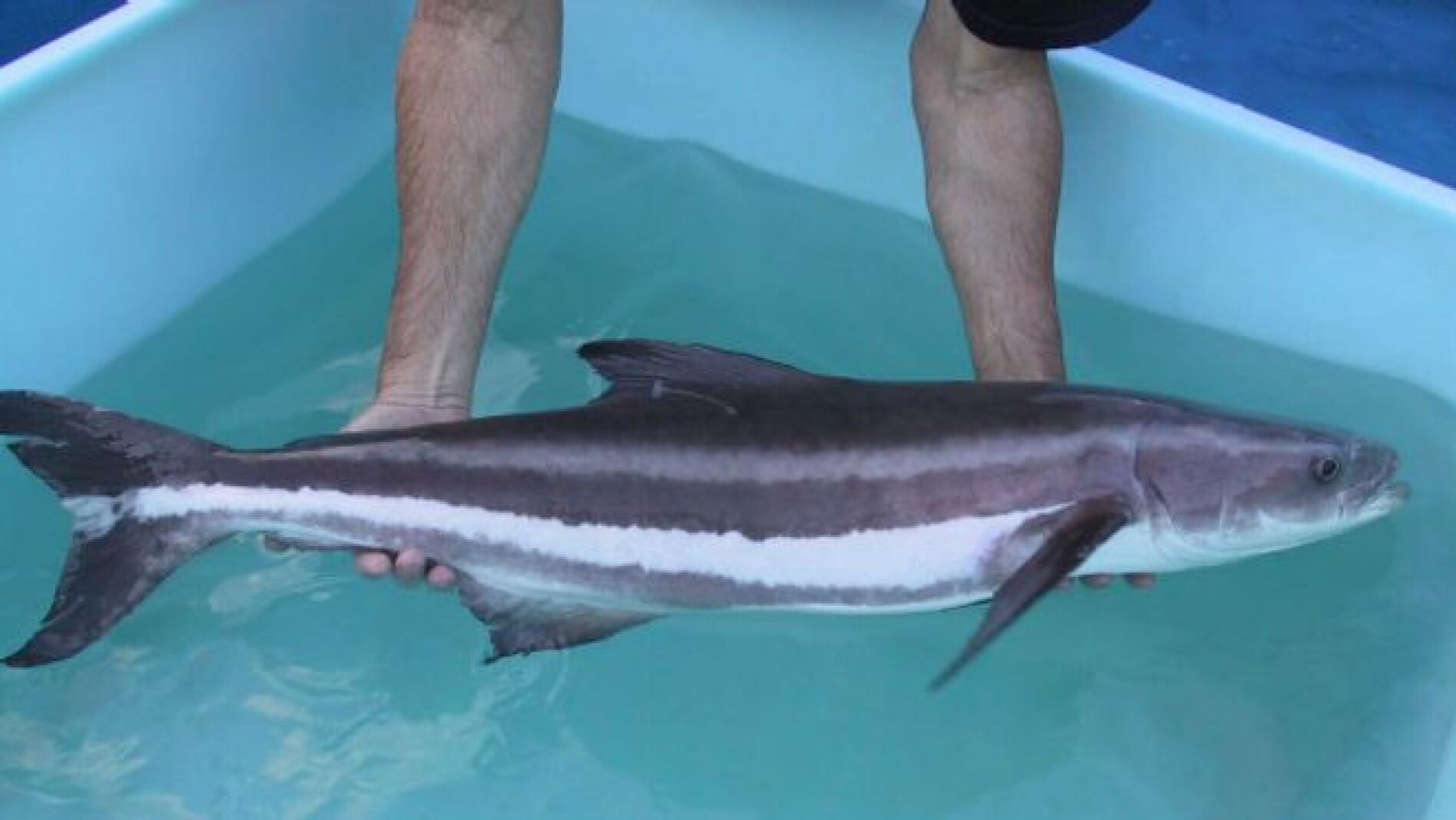 Pez cobia