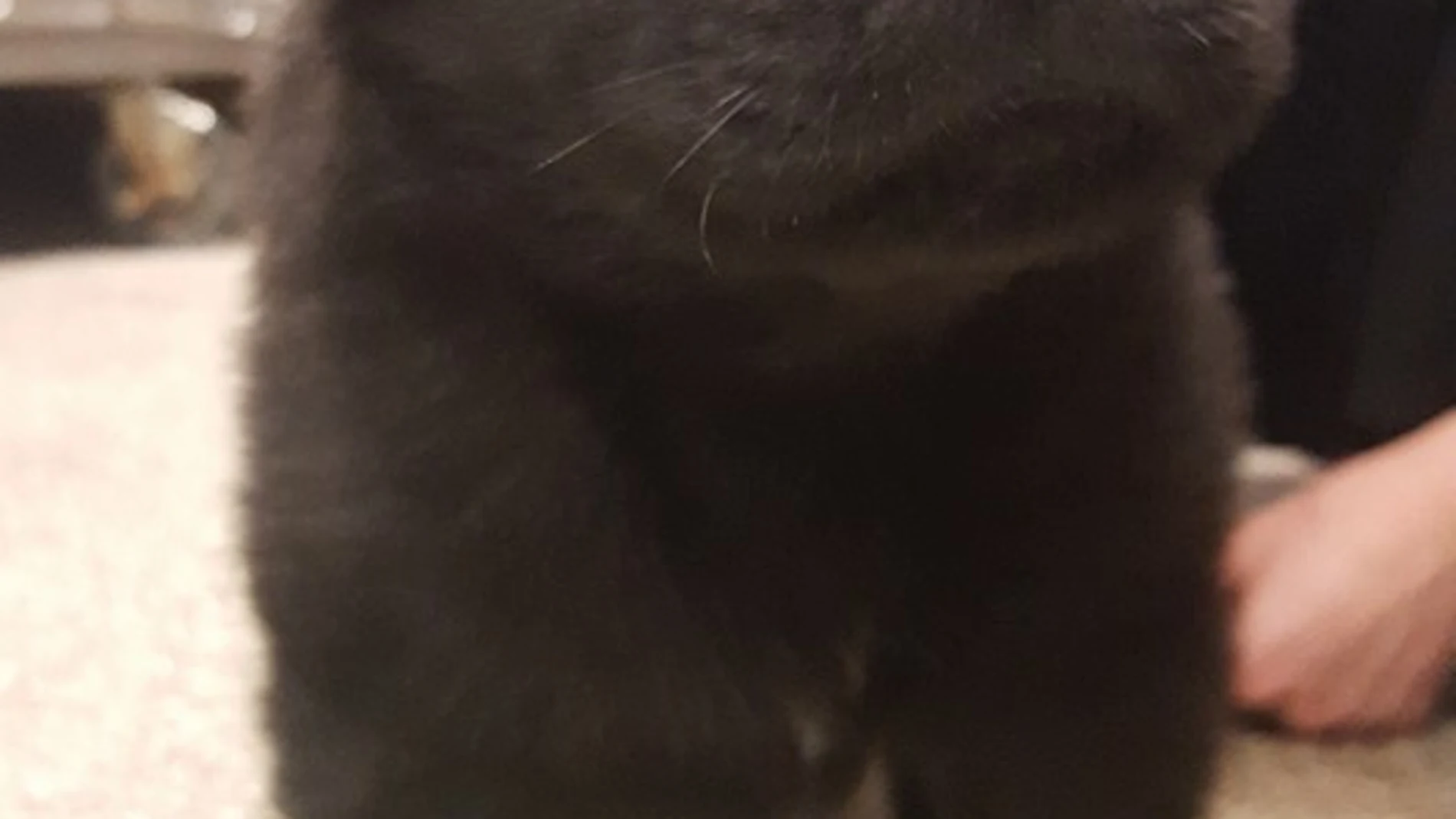 Brody, el cachorro de 6 semanas de edad Brody, el cachorro de 6 semanas de edad