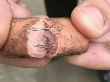 Salchicha con alfileres - Imagen de archivo Salchicha con alfileres - Imagen de archivo