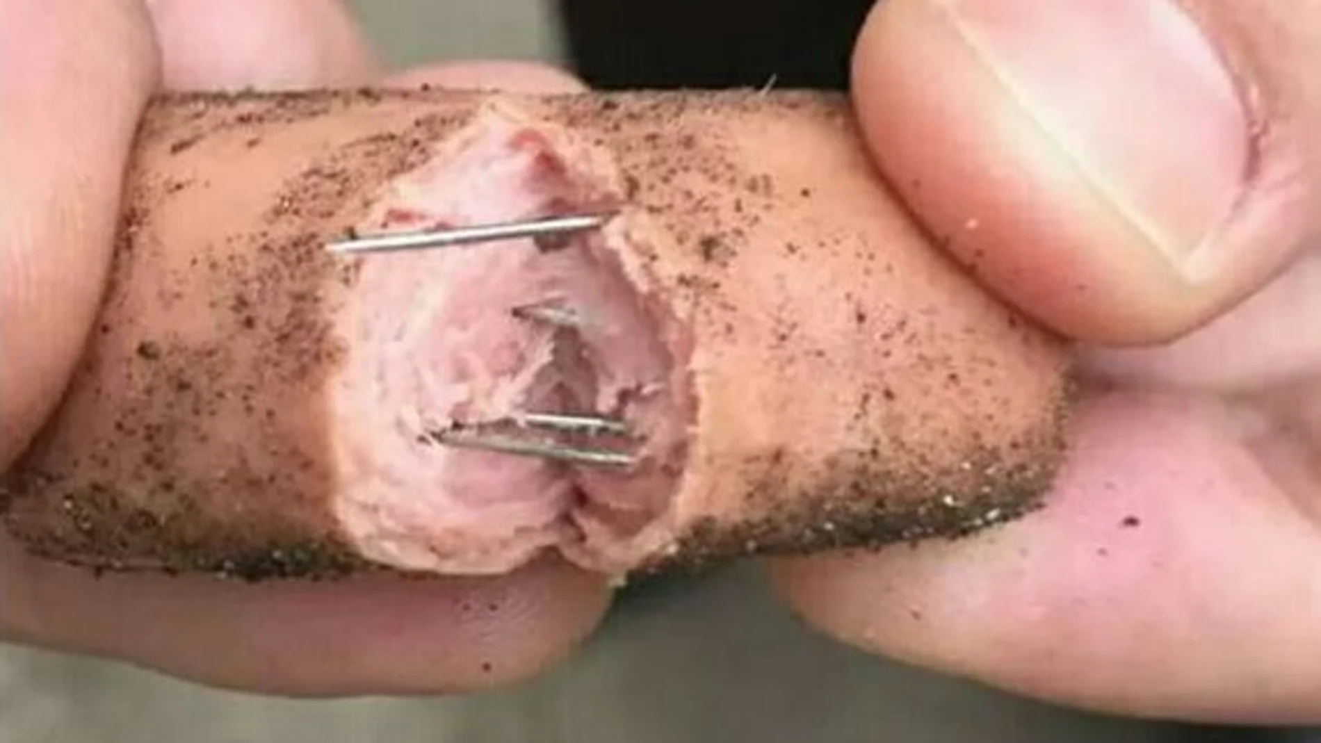 Salchicha con alfileres - Imagen de archivo Salchicha con alfileres - Imagen de archivo