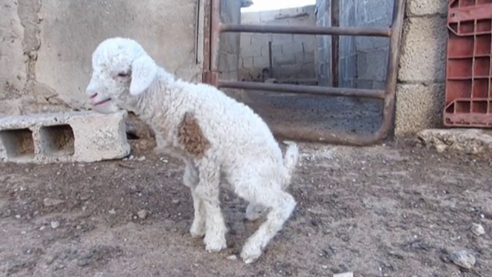 Nace una 'oveja-cabra' en Lanzarote