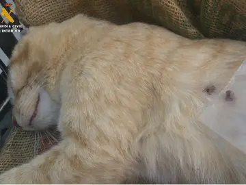 Uno de los gatos abatido Uno de los gatos abatido