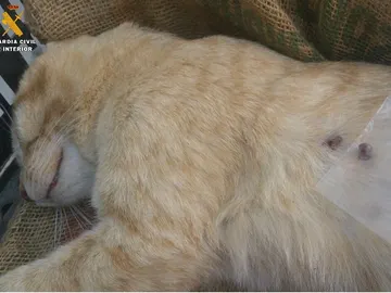 Uno de los gatos abatido Uno de los gatos abatido