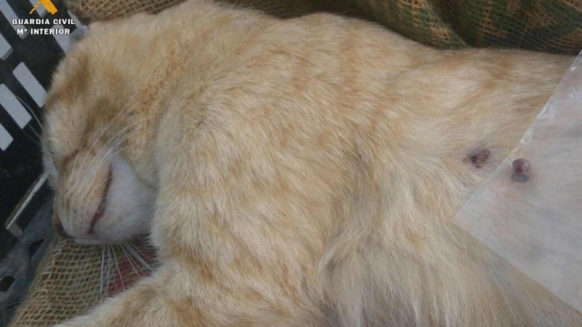 Uno de los gatos abatido