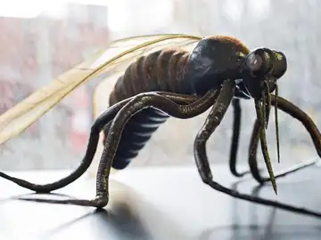 Mosquito en investigación para encontrar medidas contra el virus del Zika Mosquito en investigación para encontrar medidas contra el virus del Zika