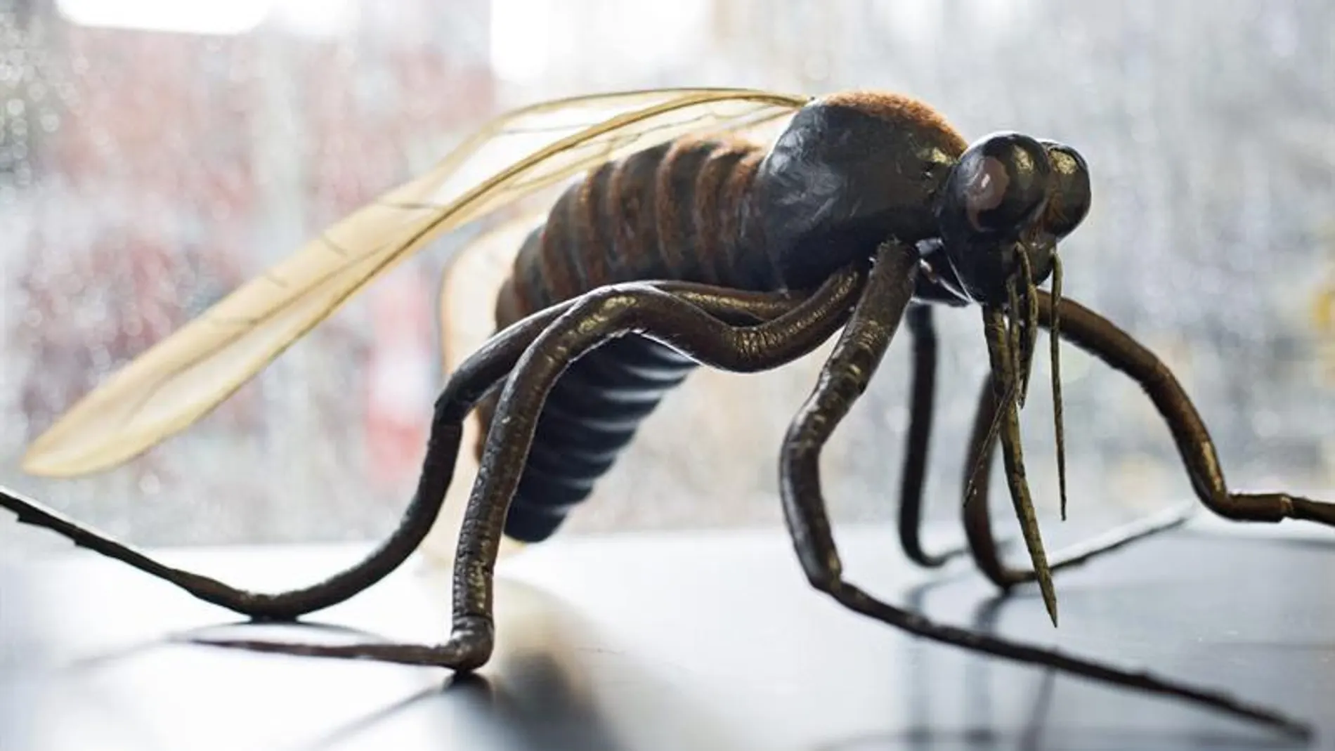 Mosquito en investigación para encontrar medidas contra el virus del Zika Mosquito en investigación para encontrar medidas contra el virus del Zika