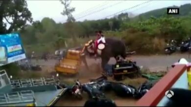 Un elefante ataca y destruye numerosos vehículos durante un festival en India