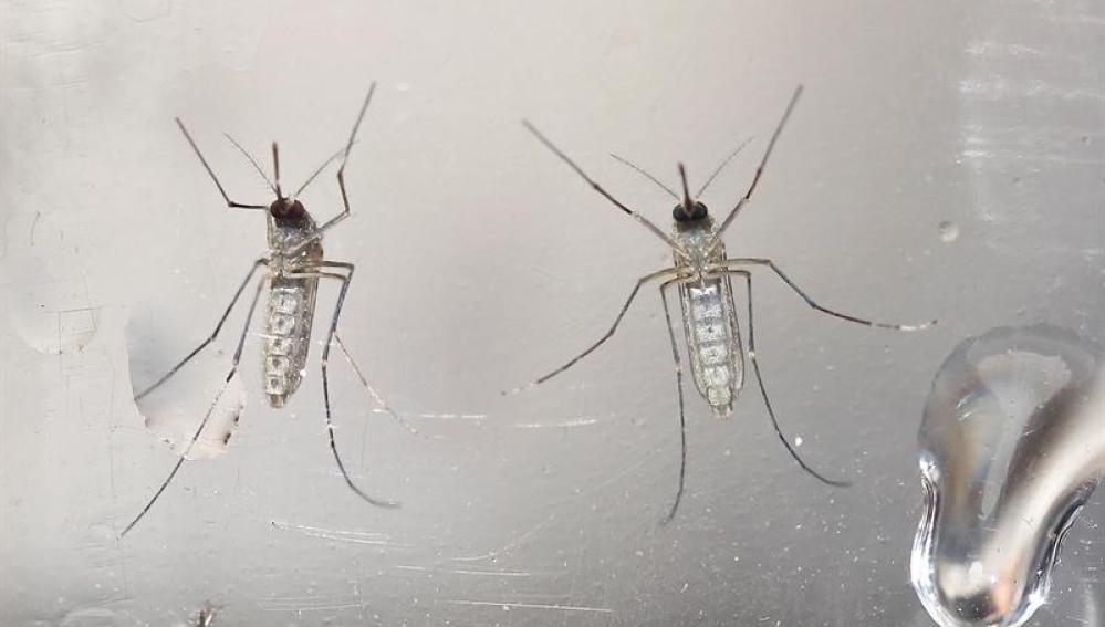 Mosquito virus Zika