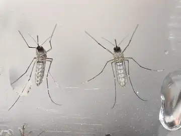 Mosquito virus Zika Mosquito virus Zika