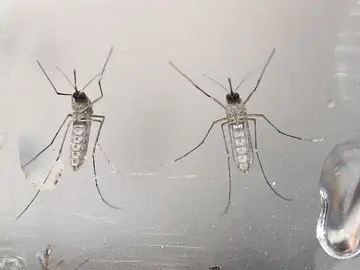 Mosquito virus Zika Mosquito virus Zika