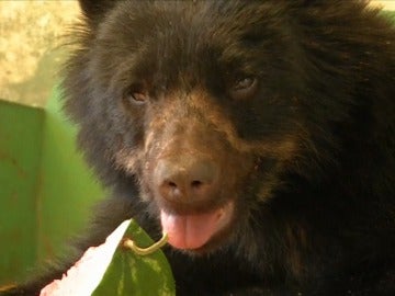 El oso recibió malos tratos y perdió la visión