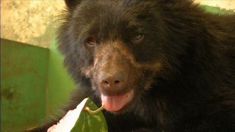 El oso recibi&oacute; malos tratos y perdi&oacute; la visi&oacute;n