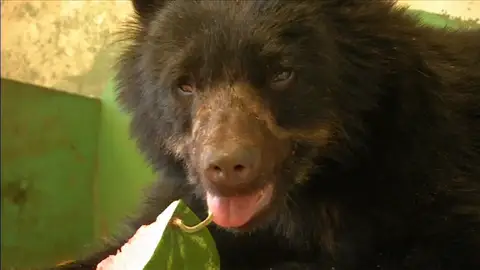 El oso recibió malos tratos y perdió la visión El oso recibió malos tratos y perdió la visión