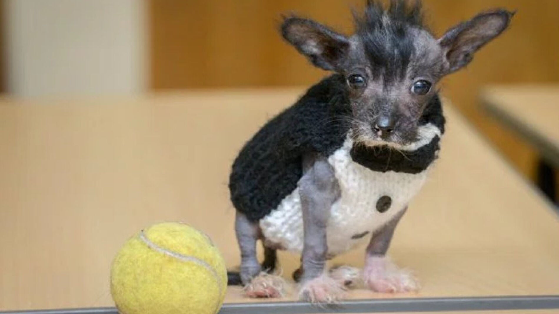 Arthur, el perrito que se viste con calcetines 