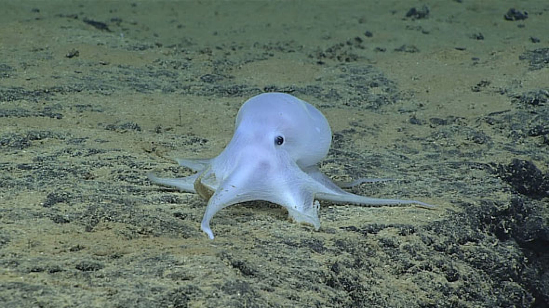 Casper, el pulpo 'fantasma', una nueva especie encontrada en el Oc&eacute;ano Pac&iacute;fico