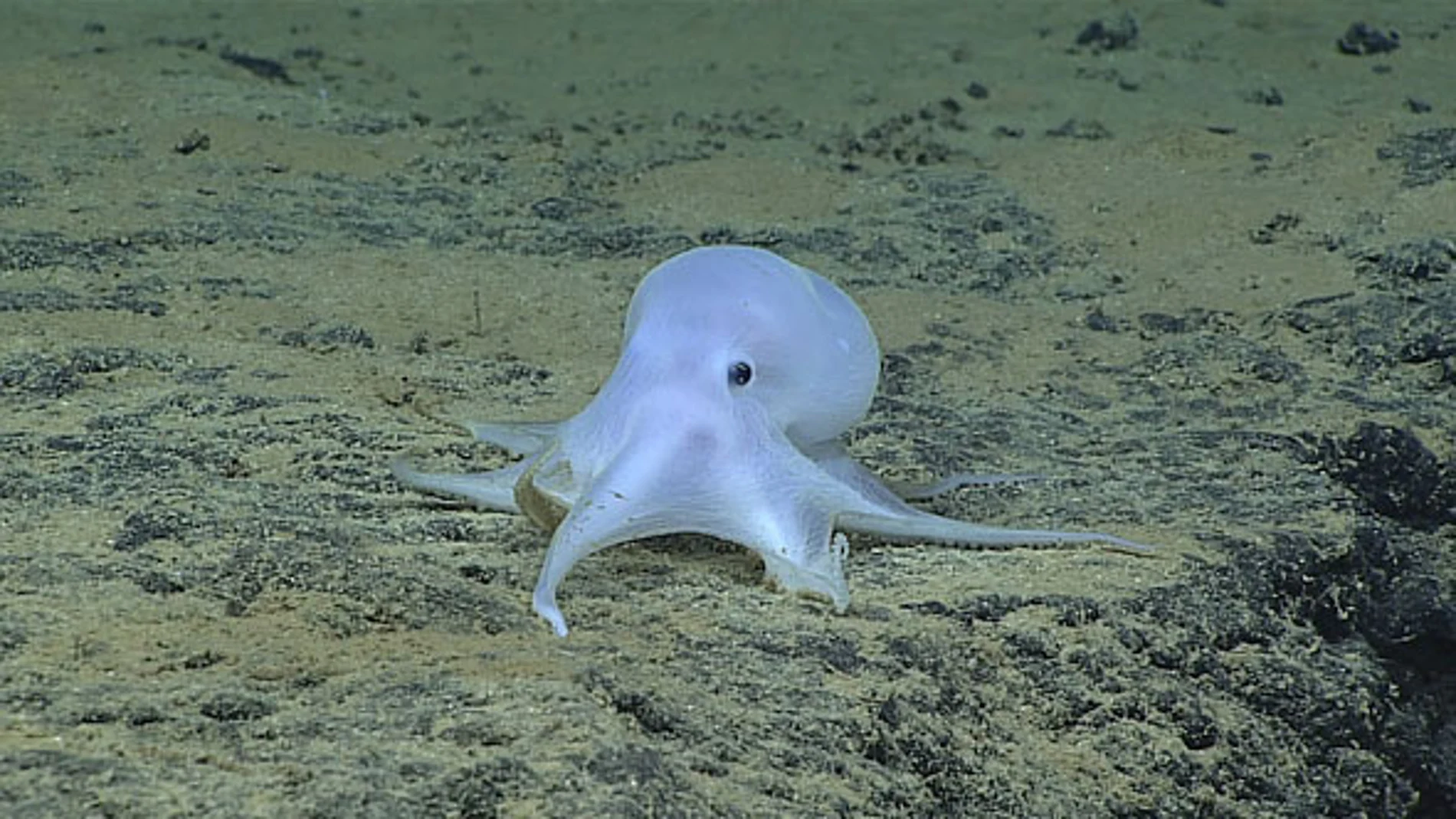 Casper, el pulpo 'fantasma', una nueva especie encontrada en el Océano Pacífico Casper, el pulpo 'fantasma', una nueva especie encontrada en el Océano Pacífico