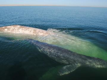 La ballena albina 'Galón de leche', avistada por segunda vez 