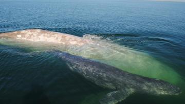 La ballena albina 'Galón de leche', avistada por segunda vez 