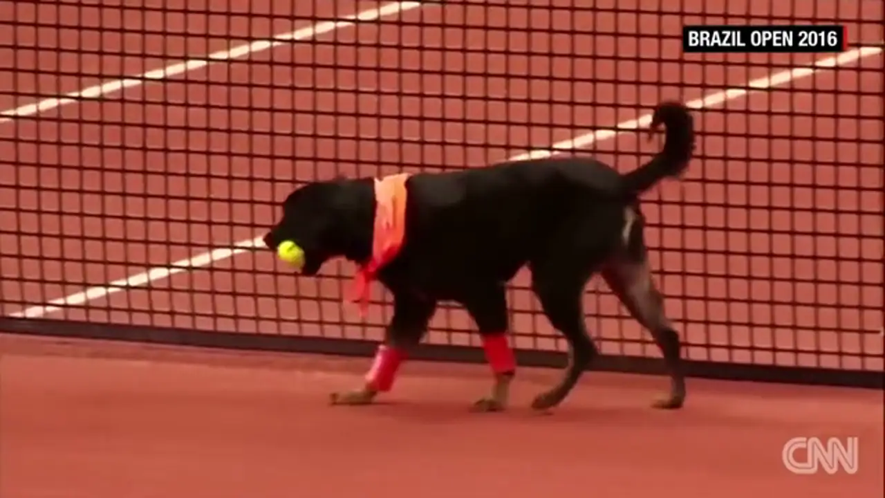 Perros recogepelotas en el tenis para fomentar la adopción
