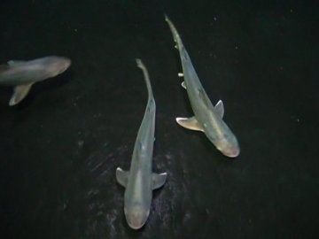 Nacen las siete primeras crías de tiburón gris en Loro Parque