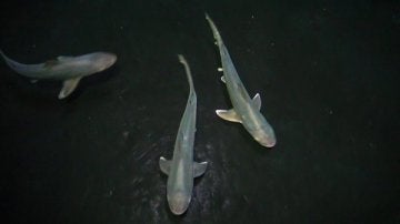 Nacen las siete primeras crías de tiburón gris en Loro Parque