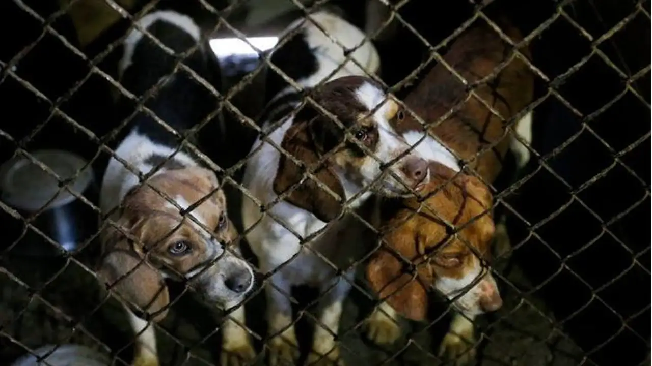 300 perros son rescatados de un criadero de cachorros de EEUU