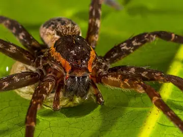Descubren una especie de araña gigante que puede nadar y comer sapos Descubren una especie de araña gigante que puede nadar y comer sapos