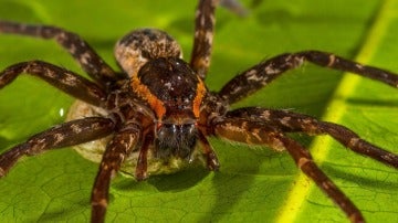 Descubren una especie de araña gigante que puede nadar y comer sapos 