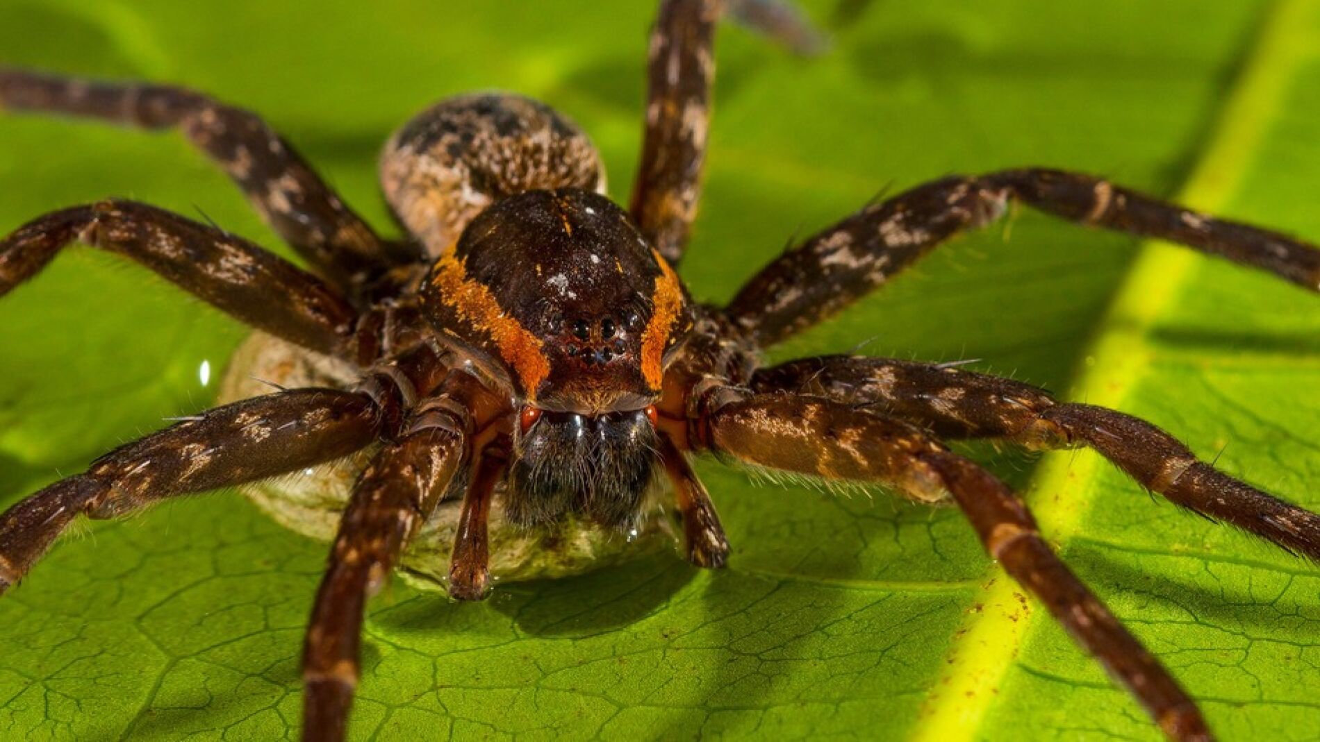 Descubren una especie de ara&ntilde;a gigante que puede nadar y comer sapos 