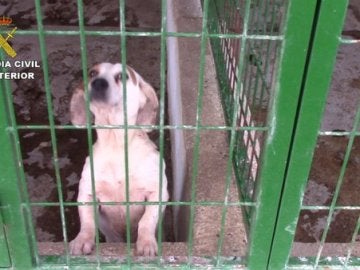 Se ha recuperado a otros 26 perros en pésimas condiciones higiénicas y sanitarias