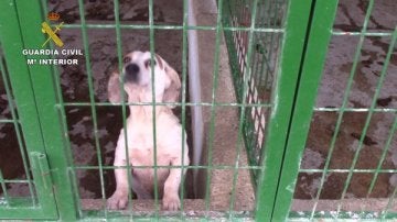 Se ha recuperado a otros 26 perros en p&eacute;simas condiciones higi&eacute;nicas y sanitarias