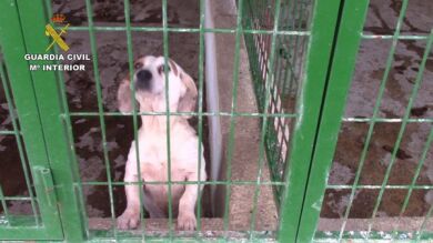 Tres detenidos por maltrato y apropiación de perros de caza para venderlos