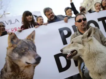 Manifestación en Madrid en defensa del lobo ibérico Manifestación en Madrid en defensa del lobo ibérico