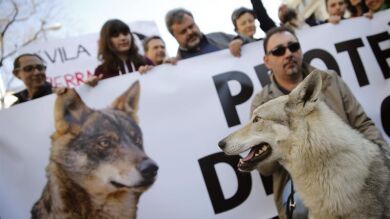 Miles de personas se manifiestan en Madrid en defensa del lobo ibérico