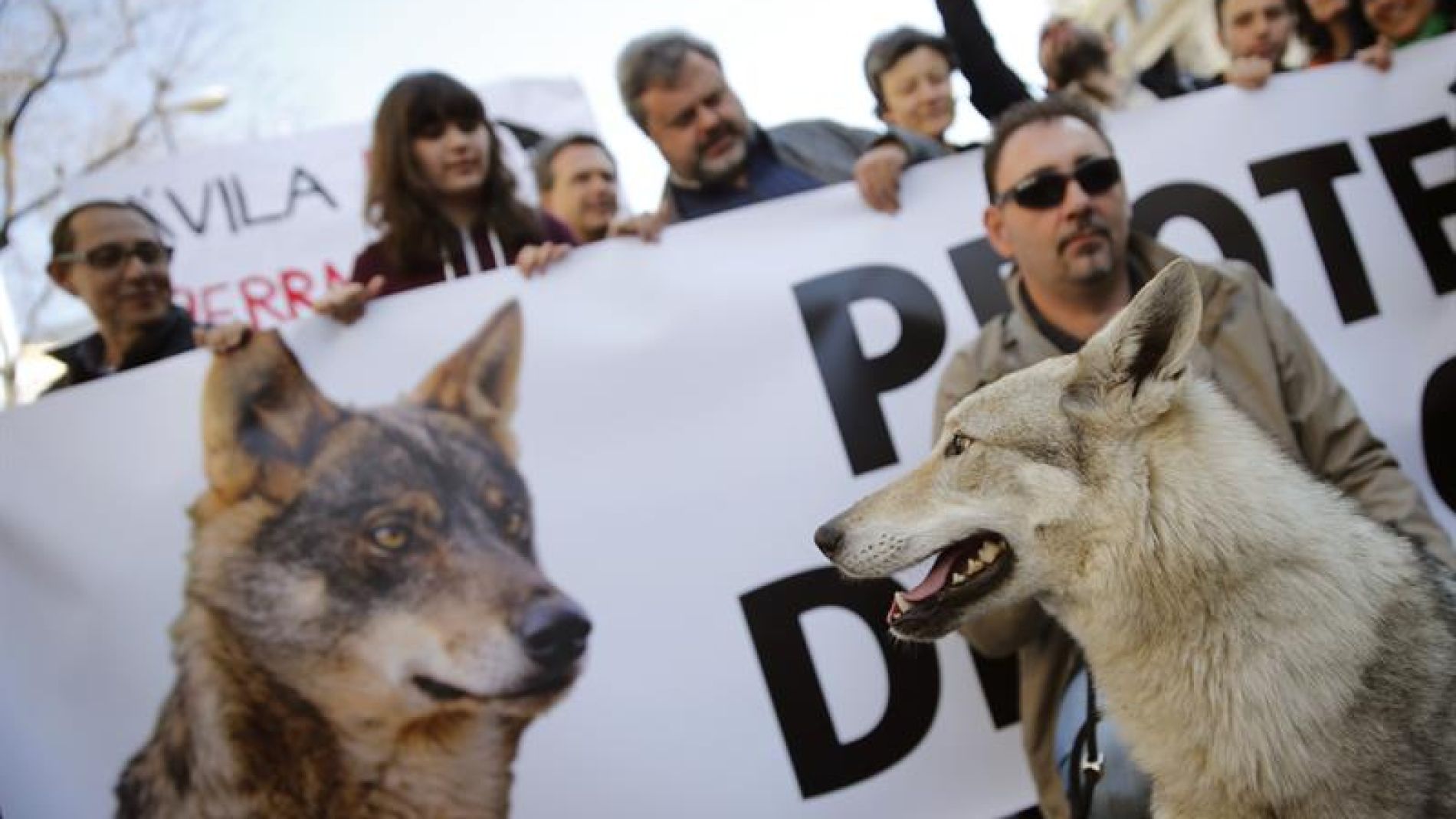 Manifestaci&oacute;n en Madrid en defensa del lobo ib&eacute;rico