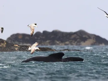 Un calderón en el mar del Norte Un calderón en el mar del Norte