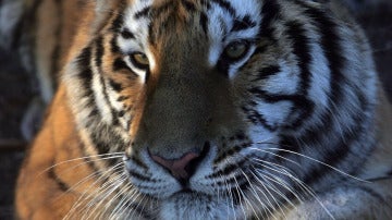 Tigre de la especia Pantera Tigris