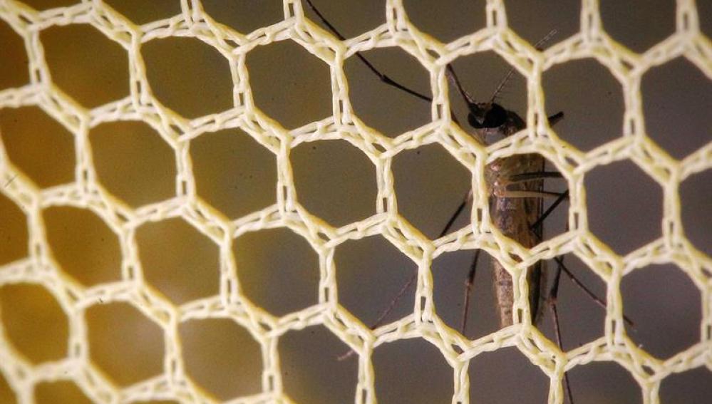 Un mosquito virus Zika