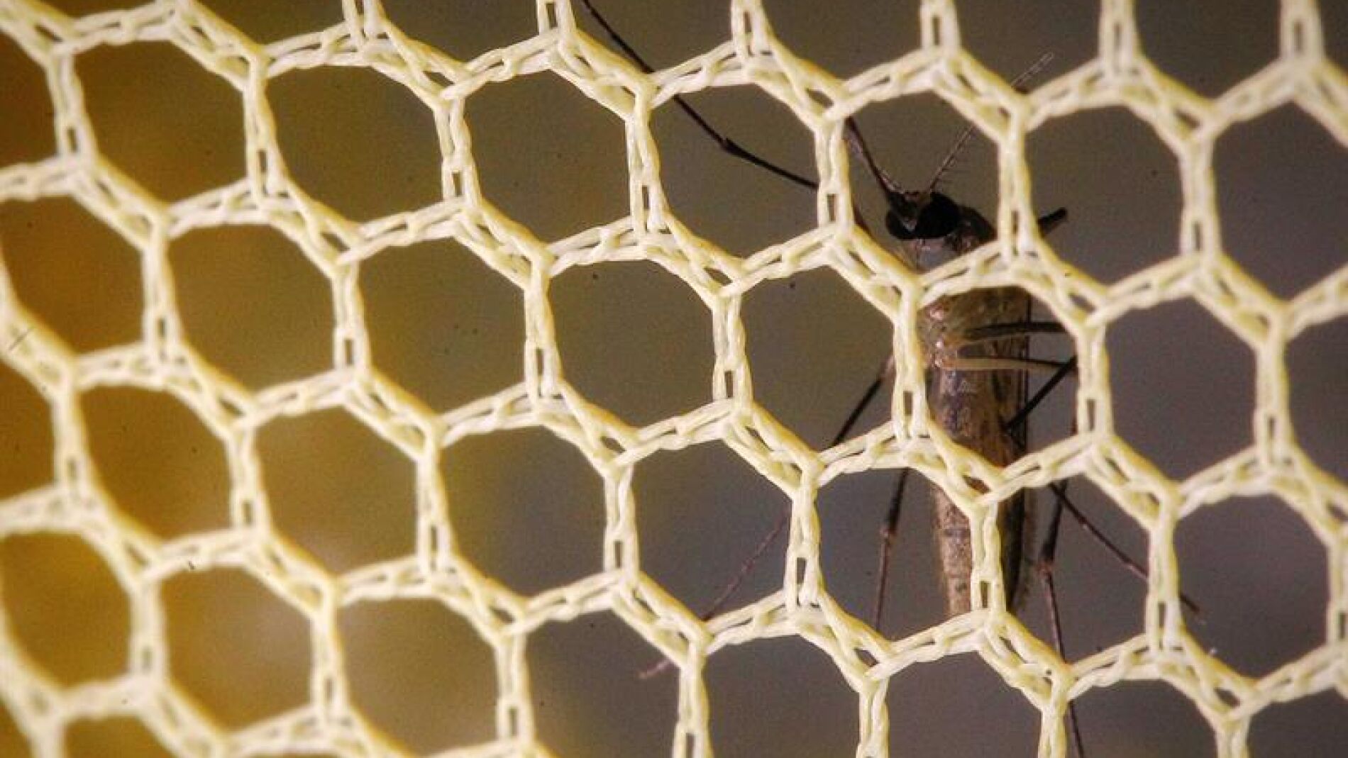 Un mosquito virus Zika