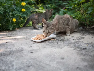 Gato callejero comiendo en la calle Gato callejero comiendo en la calle