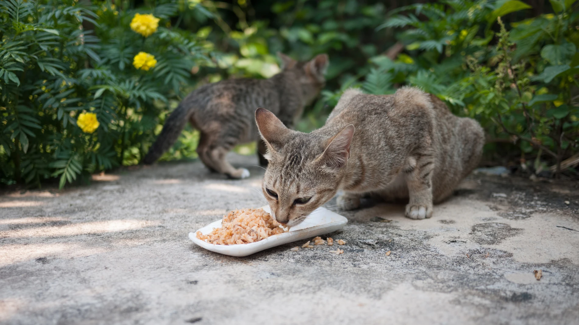 Gato callejero comiendo en la calle Gato callejero comiendo en la calle