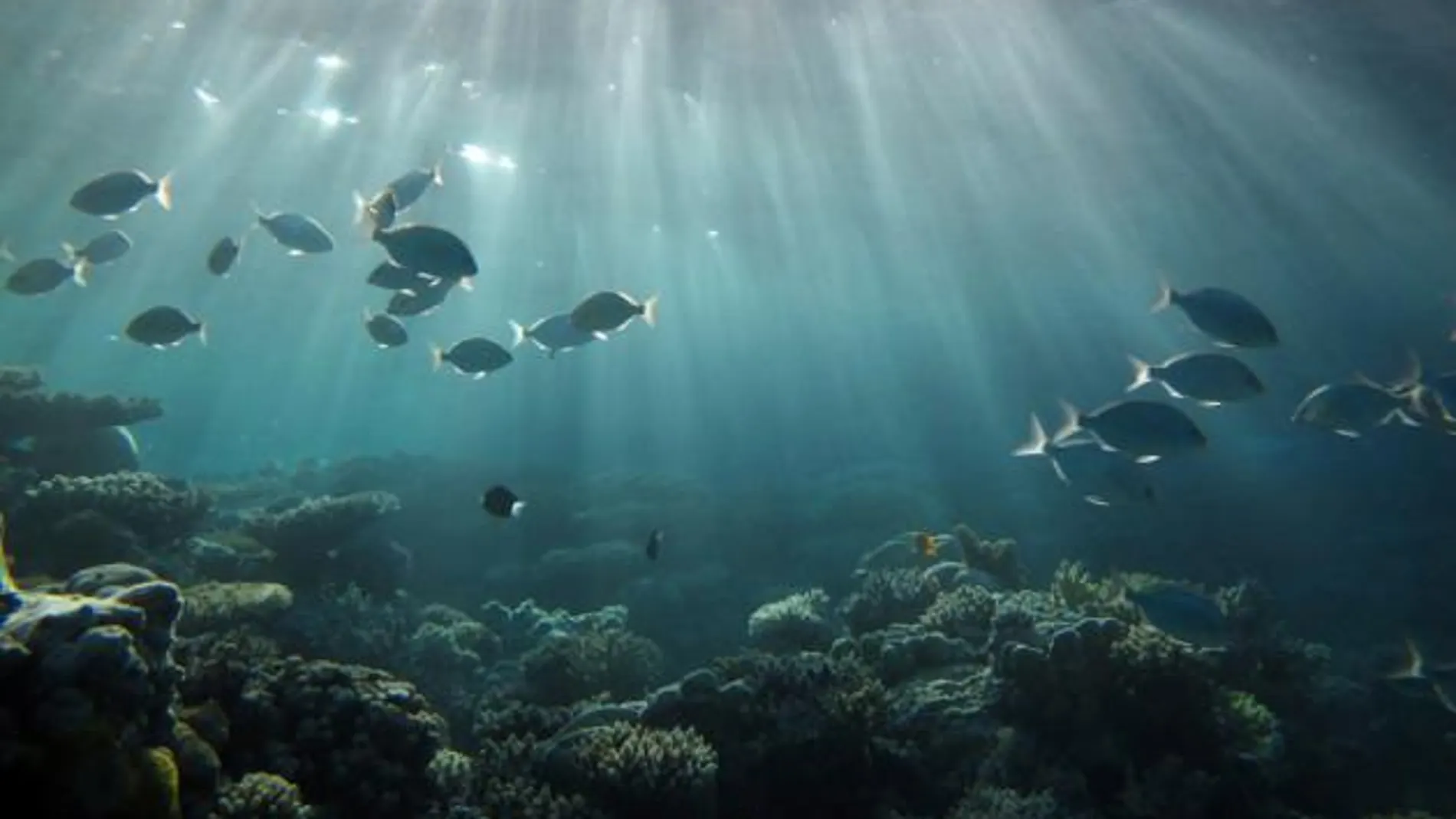 Instantánea del Océano Pacífico Instantánea del Océano Pacífico