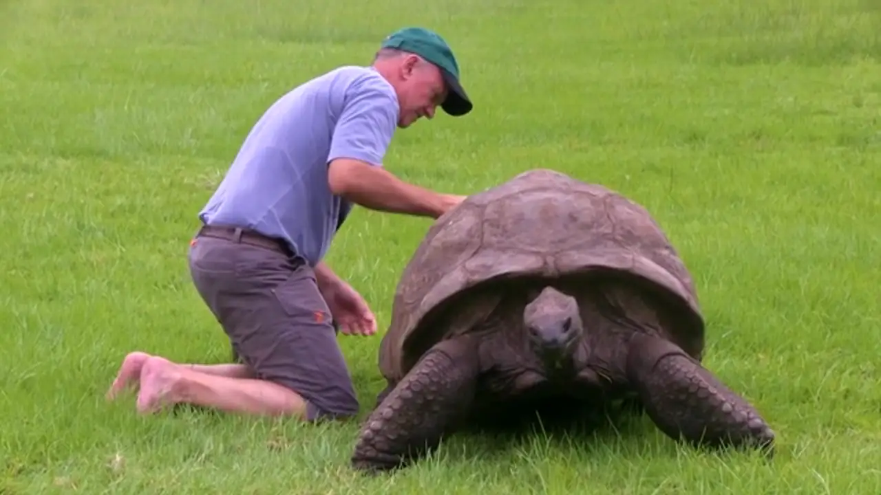 El primer baño de esta tortuga en 184 años