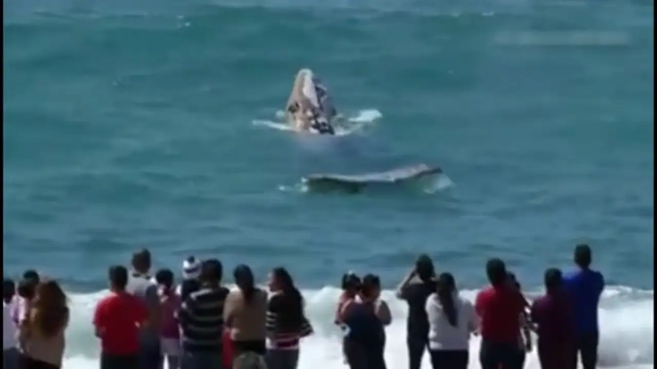 Un bebé ballena se acerca a pocos metros de la orilla en Los Ángeles